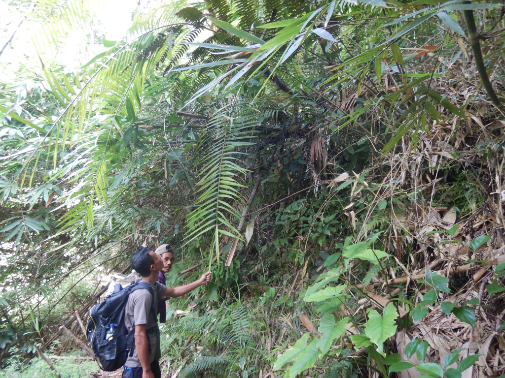 Perkebunan Jeurnang
