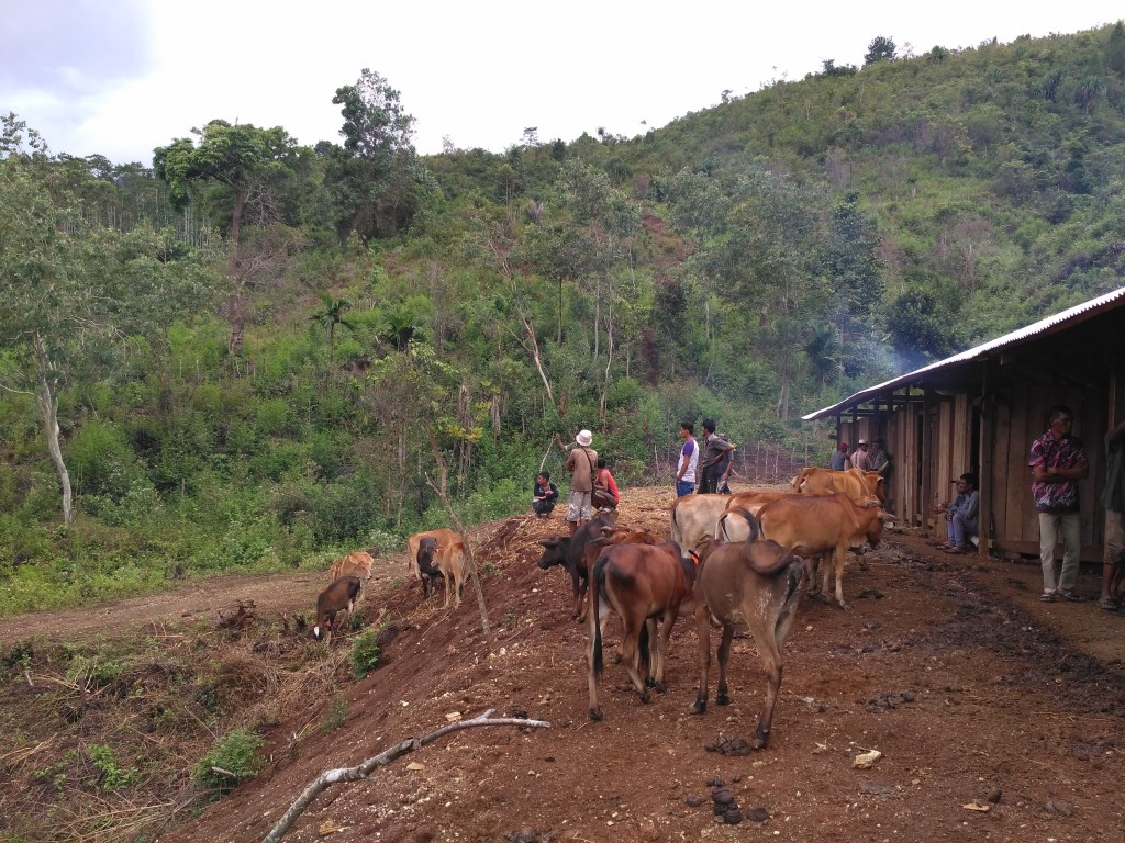 Peternakan Sapi Gampong Pulo Sejahtera